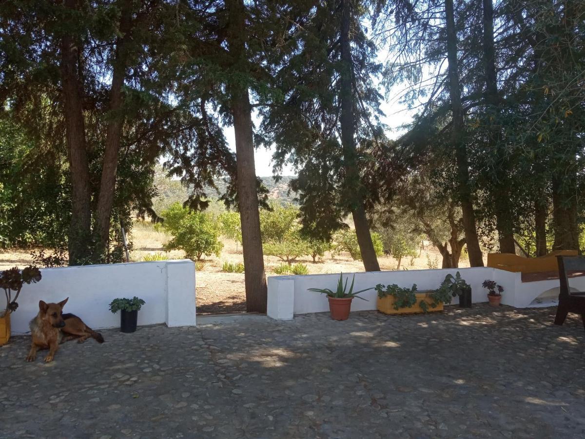 Vila Monte Da Samarra Avis Exteriér fotografie