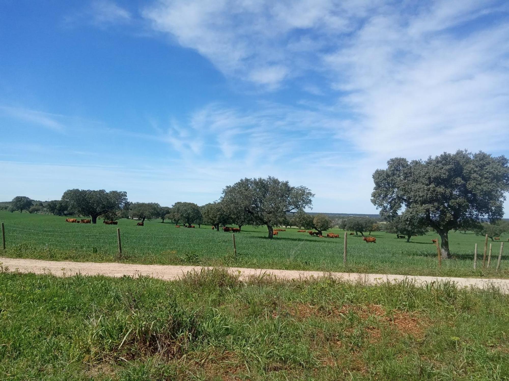 Vila Monte Da Samarra Avis Exteriér fotografie